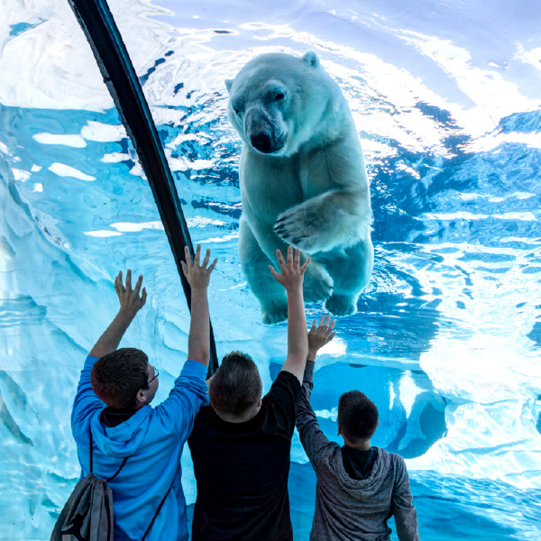 Recreational Activities